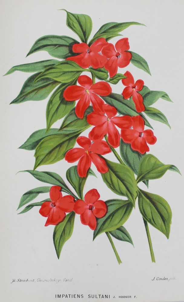 Große Abbildung Nr.1: 121-910 L'Illustration horticole: (Botanik)