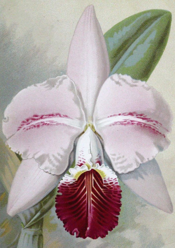 Große Abbildung Nr.1: 121-911 Millican,A.: (Botanik, Orchideen)