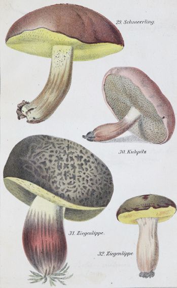 Große Abbildung Nr.1: 121-915 Lenz,H.O.: (Botanik, Pilze)