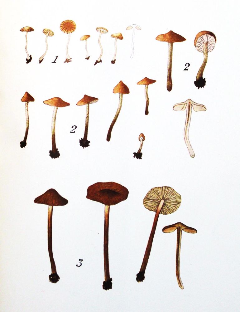 Große Abbildung Nr.1: 121-918 Sammlung: (Botanik, Pilze)