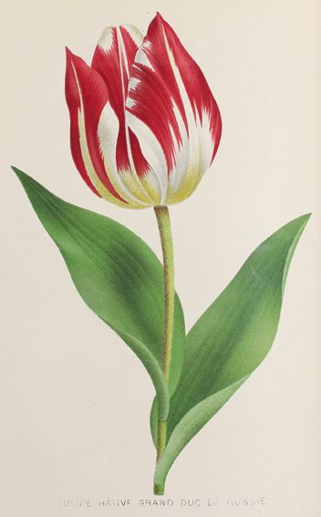 Große Abbildung Nr.1: 121-921 Revue de l'horticulture Belge: (Botanik)
