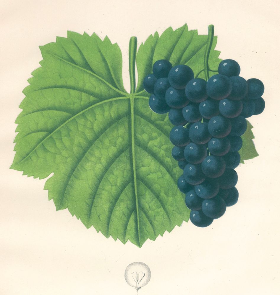 Große Abbildung Nr.1: 121-925 Single,C. (Hrsg.).: (Botanik, Trauben)