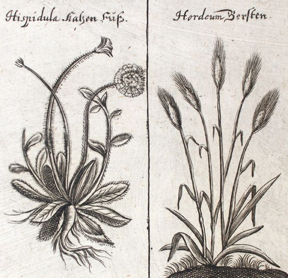 Große Abbildung Nr.1: 121-958 Schröder,J.: (Medizin)