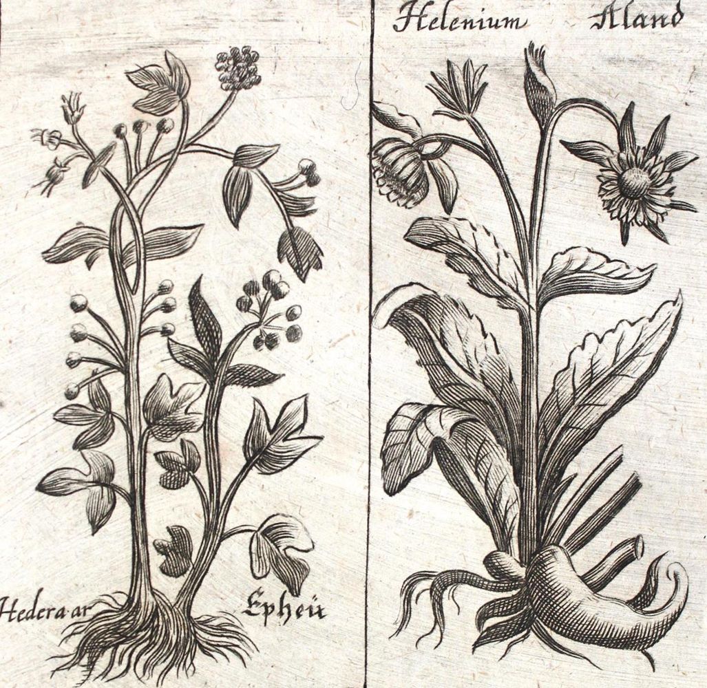 Große Abbildung Nr.3: 121-958 Schröder,J.: (Medizin)
