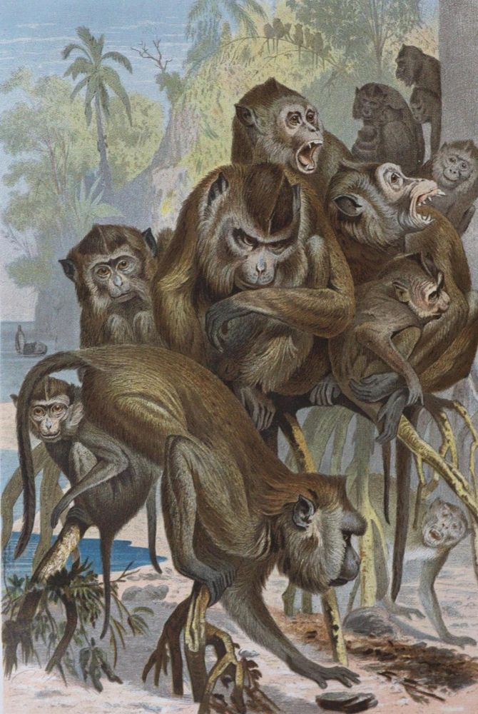 Große Abbildung Nr.1: 121-967 Brehm,A.E.: (Zoologie)