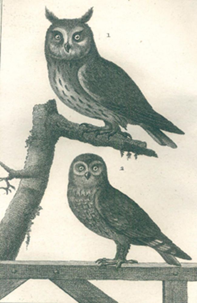 Große Abbildung Nr.1: 121-968 Buffon,GL.L.de.: (Zoologie)