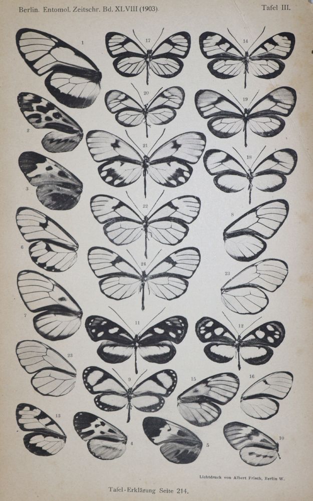 Große Abbildung Nr.1: 121-969 Berliner entomologische Zeitschrift.: (Zoologie, Insekten)