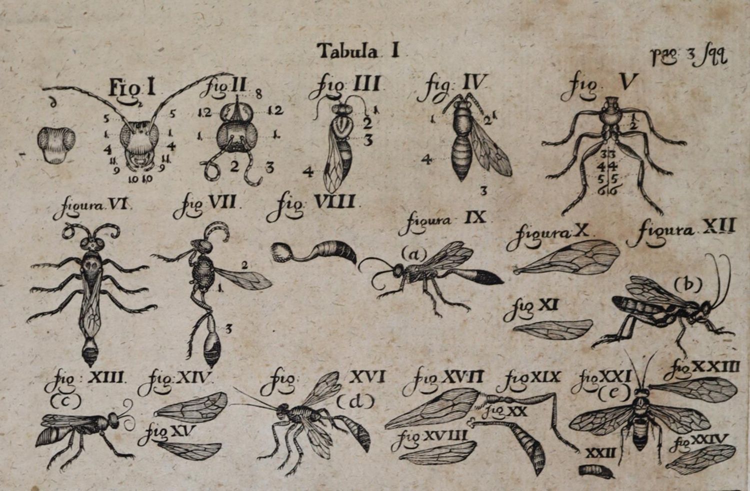 Große Abbildung Nr.2: 121-970 Frisch,J.L.: (Zoologie, Insekten)