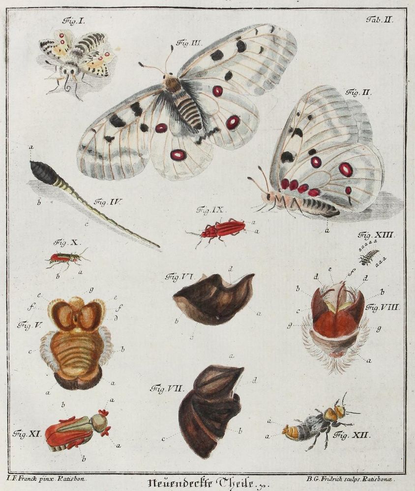 Große Abbildung Nr.1: 121-971 (Schäffer,J.C.: (Zoologie, Insekten)