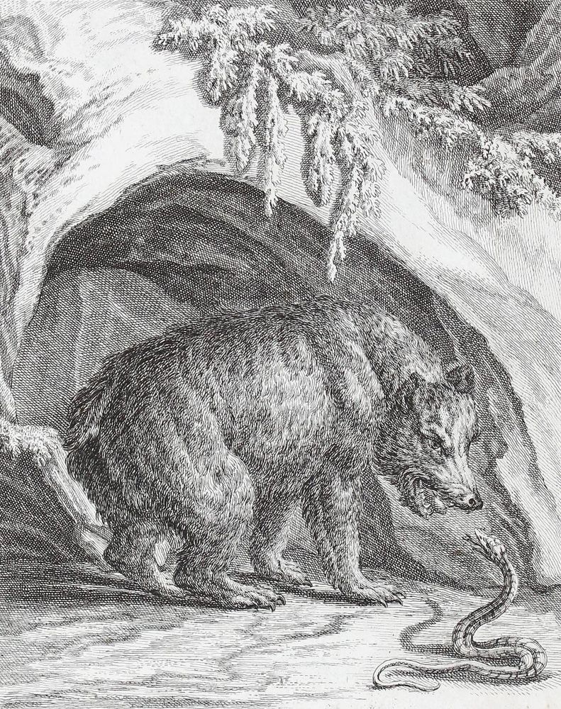 Große Abbildung Nr.2: 121-972 Ridinger,J.E.: (Zoologie)