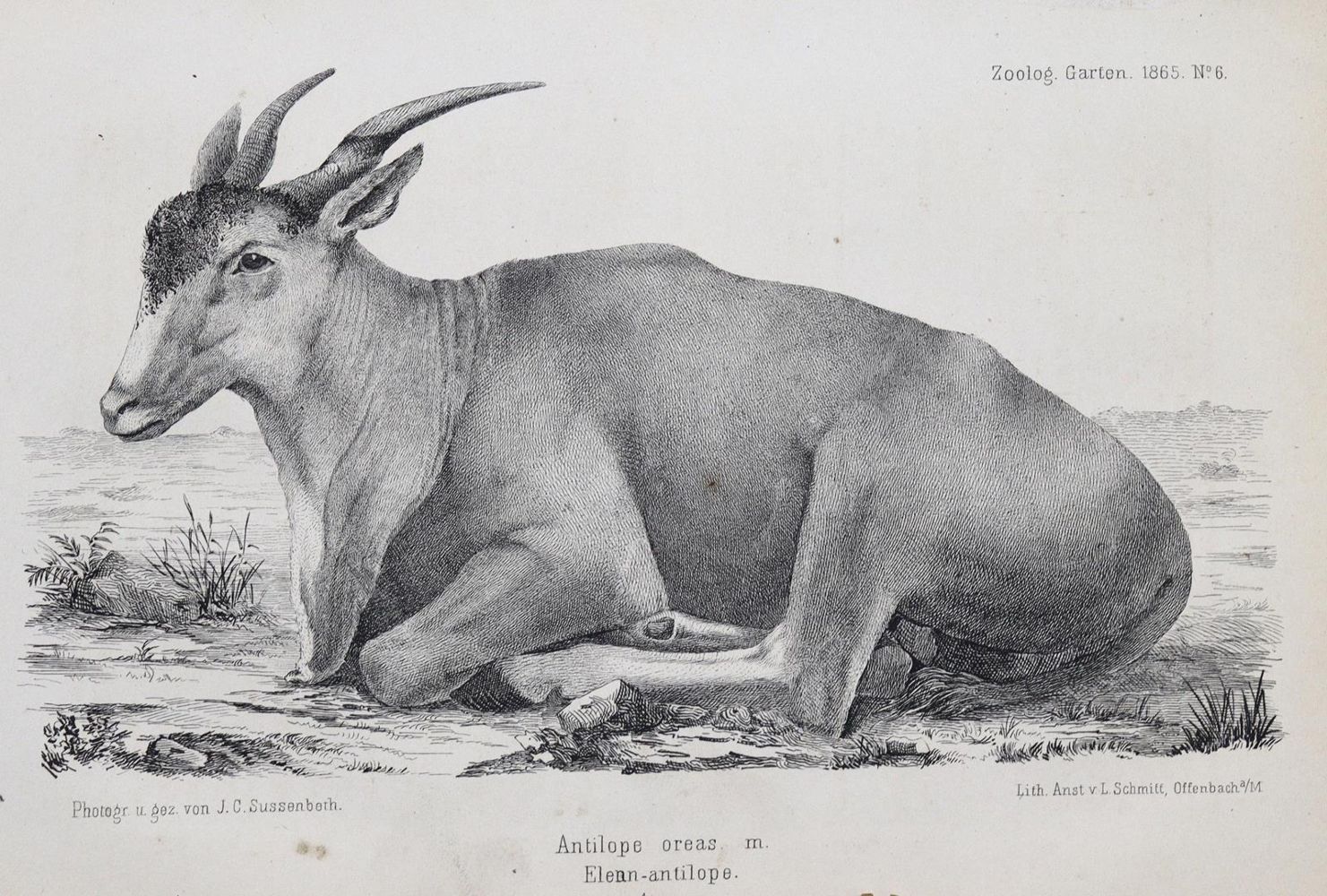 Große Abbildung Nr.1: 121-977 Zoologische Garten, Der.: (Zoologie)