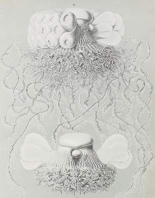 Bild Nr.1: 121-1031 Thomson,W. u. J.Murray.: (Verschiedene Gebiete - Varia, Haeckel)