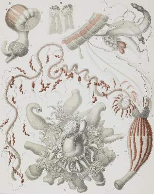 Bild Nr.2: 121-1031 Thomson,W. u. J.Murray.: (Verschiedene Gebiete - Varia, Haeckel)