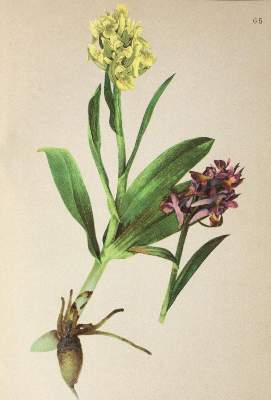Bild Nr.1: 121-1193 Atlas der Alpenflora.: (Botanik)