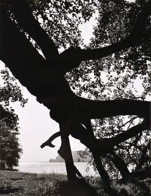 Bild Nr.2: 121-1907 Lauterwasser, Siegfried: (Photographie)