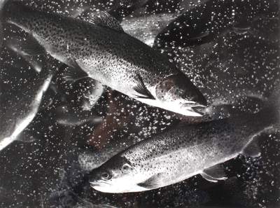 Bild Nr.1: 121-1920 Schneiders, Toni: (Photographie)