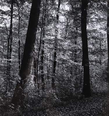 Bild Nr.1: 121-1928 Windstosser, Ludwig: (Photographie)