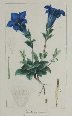 Bild Nr.2: 121-1935 Blumen.: (Varia, Botanik)