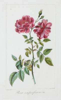 Bild Nr.4: 121-1935 Blumen.: (Varia, Botanik)