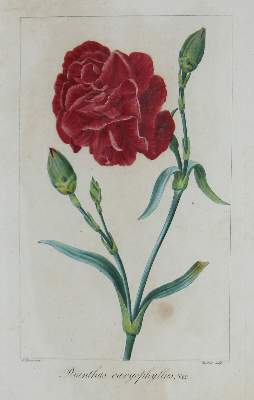 Bild Nr.5: 121-1935 Blumen.: (Varia, Botanik)