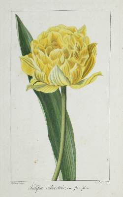 Bild Nr.6: 121-1935 Blumen.: (Varia, Botanik)