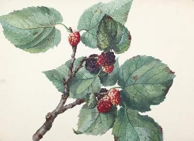 Bild Nr.2: 121-1936 Botanik.: (Varia, Botanik)