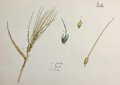 Bild Nr.3: 121-1938 Sammlung: (Varia, Botanik)