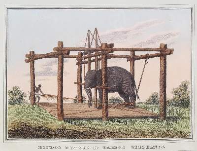 Bild Nr.1: 121-2036 Elefanten.: (Varia, Zoologie)