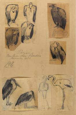 Bild Nr.1: 121-2040 Geier: (Varia, Zoologie, Vögel)