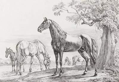 Bild Nr.1: 121-2838 Klein, Johann Adam: (Künstlergraphik)