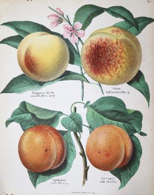 Bild Nr.1: 121-485 Lucas,E. (Hrsg.).: (Land- und Forstwirtschaft, Forstwirtschaft, Obstbau)