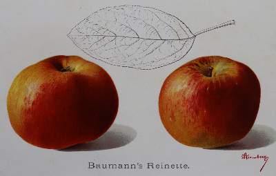 Bild Nr.1: 121-492 Obstbau in Wort und Bild, Der,: (Land- und Forstwirtschaft, Landwirtschaft, Obstbau)