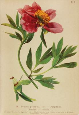 Bild Nr.1: 121-898 Atlas de la flore alpine.: (Botanik)