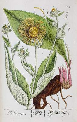 Bild Nr.3: 121-899 Blackwell,E.: (Botanik)