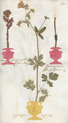 Bild Nr.1: 121-903 Hortus Botanicus: (Botanik, Herbarium)