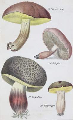 Bild Nr.1: 121-915 Lenz,H.O.: (Botanik, Pilze)