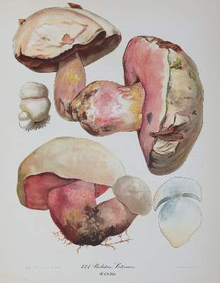 Bild Nr.2: 121-917 Sammlung: (Botanik, Pilze)