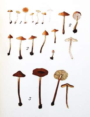 Bild Nr.1: 121-918 Sammlung: (Botanik, Pilze)
