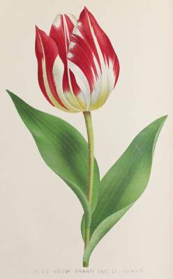 Bild Nr.1: 121-921 Revue de l'horticulture Belge: (Botanik)
