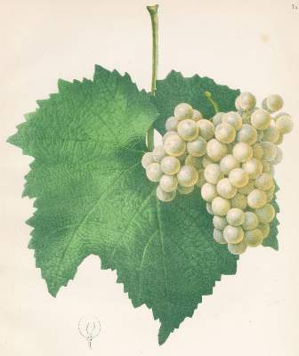 Bild Nr.2: 121-925 Single,C. (Hrsg.).: (Botanik, Trauben)