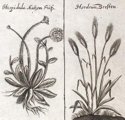 Bild Nr.1: 121-958 Schröder,J.: (Medizin)