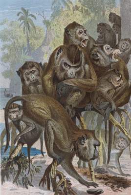 Bild Nr.1: 121-967 Brehm,A.E.: (Zoologie)