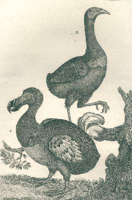 Bild Nr.2: 121-968 Buffon,GL.L.de.: (Zoologie)