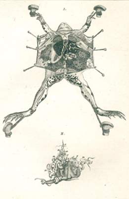 Bild Nr.3: 121-968 Buffon,GL.L.de.: (Zoologie)