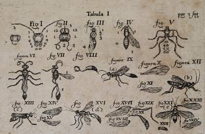 Bild Nr.2: 121-970 Frisch,J.L.: (Zoologie, Insekten)