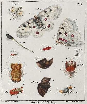 Bild Nr.1: 121-971 (Schäffer,J.C.: (Zoologie, Insekten)
