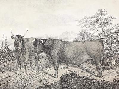 Bild Nr.1: 121-976 Weckherlin,A.v.: (Zoologie, Württemberg, Rindvieh)