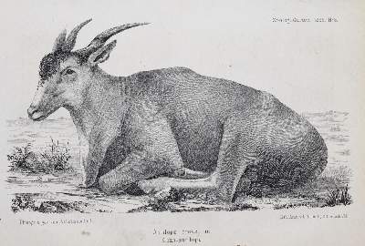 Bild Nr.1: 121-977 Zoologische Garten, Der.: (Zoologie)