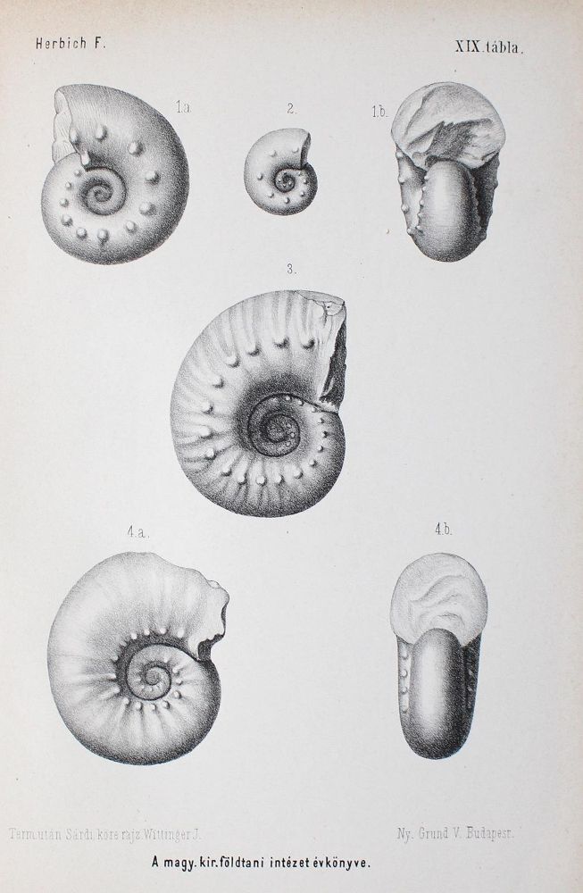 Große Abbildung Nr.1: 122-1016 Mittheilungen aus dem Jahrbuche: (Verschiedene Gebiete - Varia, Geologie - Mineralogie u. Paläontologie, Ungarn)