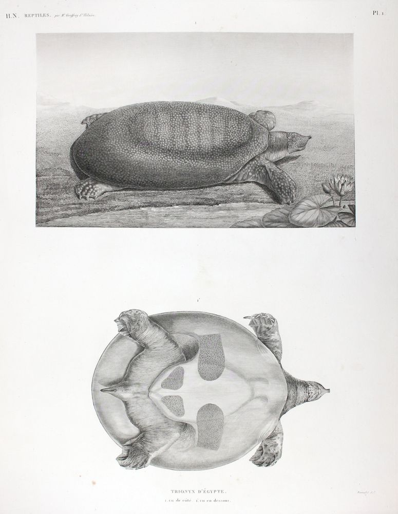 Große Abbildung Nr.4: 122-1055 Description de l'Egypte.: (Afrika, Ägypten)
